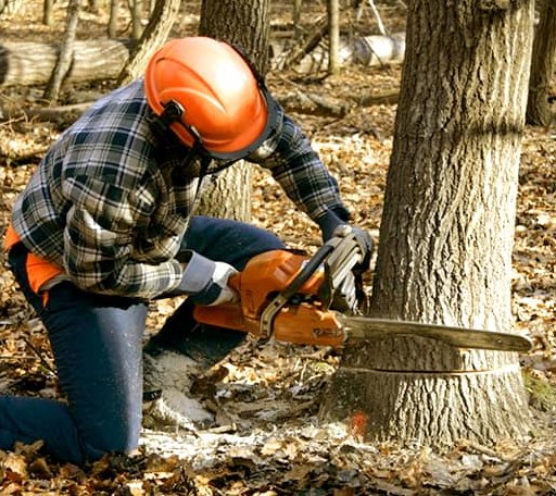 Tree Removal in Stockholm, SD